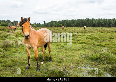 New Forest Ponys in der Landschaft in Hampshire, Großbritannien Stockfoto