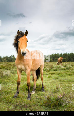 Native britischen Ponys grasen frei auf gemeinsame Land im New Forest, Hampshire, Großbritannien Stockfoto