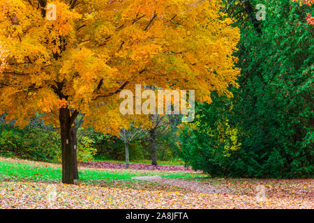 Mutter Natur auf voller Anzeige wie Bäume im Südwesten von Ontario, Kanada Signal den Wechsel der Jahreszeiten vom Sommer in den Herbst. Stockfoto