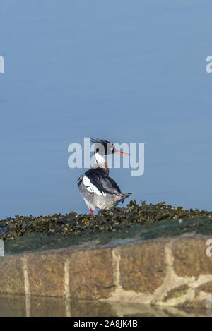 Nahaufnahme des schönen Rotbrustmerganser Stockfoto