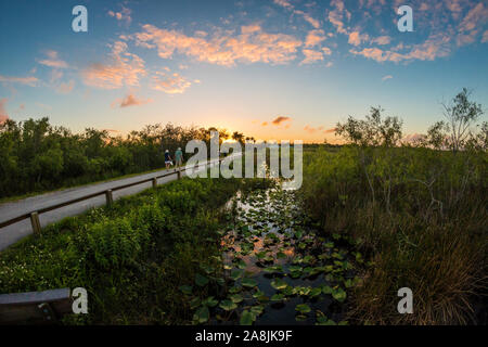 Querformat von Everglades National Park während des Sonnenuntergangs (Florida). Stockfoto