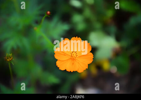 Schöne Blumen der Schwefel Cosmos, Kosmos Kosmos sulfureus, gelb Stockfoto