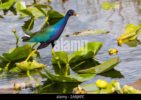 Eine wilde Purple gallinule über Lily Pads in den Gewässern des Everglades National Park (Florida). Stockfoto