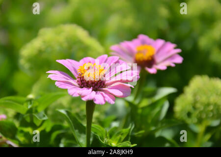 Rosa cosmos Blumen mit grünem weichem Hintergrund Stockfoto