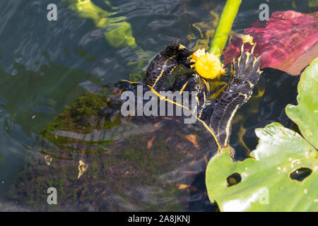 Eine wilde redbellied cooter Schildkröte essen eine Anlage in den Everglades National Park (Florida). Stockfoto