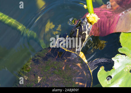 Eine wilde redbellied cooter Schildkröte essen eine Anlage in den Everglades National Park (Florida). Stockfoto