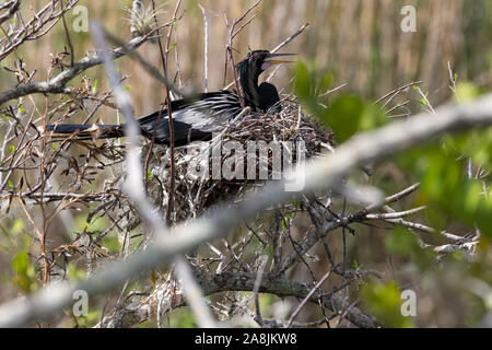 Eine wilde anhinga ihre Babys stillen im Nest entlang der Anhinga Trail im Everglades National Park (Florida). Stockfoto