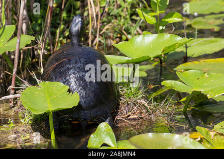 Eine wilde redbellied cooter Schildkröte essen eine Anlage in den Everglades National Park (Florida). Stockfoto