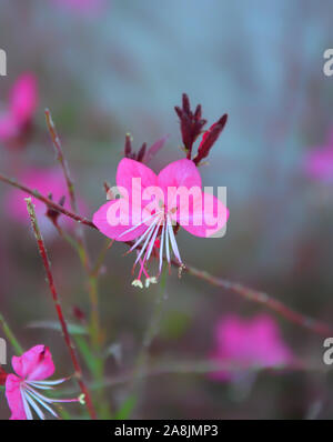 Gaura gaura lindhemeria, rosa Blume. Andere name Oenothera lindheimeri. Stockfoto