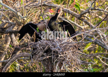 Eine wilde anhinga ihre Babys stillen im Nest entlang der Anhinga Trail im Everglades National Park (Florida). Stockfoto