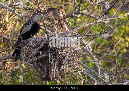 Eine wilde anhinga ihre Babys stillen im Nest entlang der Anhinga Trail im Everglades National Park (Florida). Stockfoto