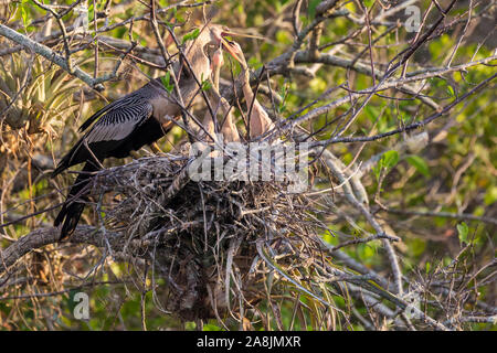 Eine wilde anhinga ihre Babys stillen im Nest entlang der Anhinga Trail im Everglades National Park (Florida). Stockfoto