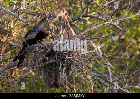 Eine wilde anhinga ihre Babys stillen im Nest entlang der Anhinga Trail im Everglades National Park (Florida). Stockfoto