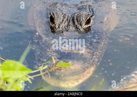 Einen wilden Alligator Schwimmen in den Gewässern des Everglades National Park (Florida). Stockfoto