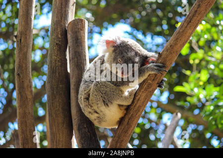 Schlafender Koala Stockfoto