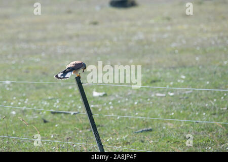 Turmfalke Falco tinnunculus sitzen auf einer Stange und Essen Stockfoto