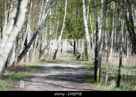 Birke Wald in Dänemark im Frühjahr mit frischen grünen Blätter Stockfoto