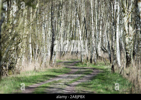 Birke Wald in Dänemark im Frühjahr mit frischen grünen Blätter Stockfoto