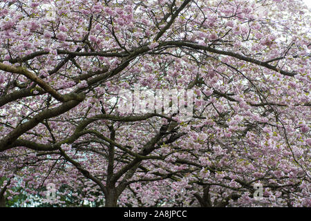 Kirschblüten auf Kirschbäume blühen an Bispebjerg Friedhof in Kopenhagen Stockfoto