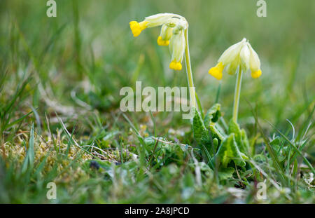 Blumen von Primula Veris, Schlüsselblume, gemeinsame Himmelschlüssel, schlüsselblume Primrose auf der Insel Møn in Dänemark Stockfoto