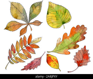 Satz von Hand gemalte Aquarell und Pinsel auf Papier - schönen roten und gelben Blätter im Herbst - Abbildung. Ahorn, Eiche, Aspen, Rowan, Pappel Stockfoto