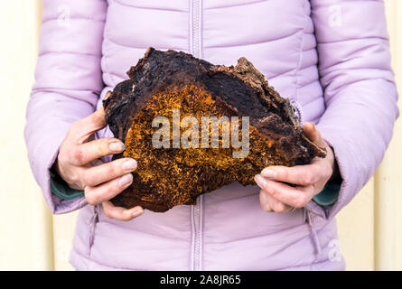 Nahaufnahme der Frau, und halten Frische große über 20 Jahre alt und 3 kg Big wild natürliche organische chaga Pilz, Inonotus obliquus. Pflanzliche m Stockfoto