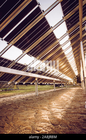 Von oben nach unten Rückseite Blick auf zwei-seitig Sonnenkollektoren auf Feld, den Bau neuer 2019 Solarstrom produzierenden Fabrik auf dem Feld in der Natur, Nordeuropa. B Stockfoto