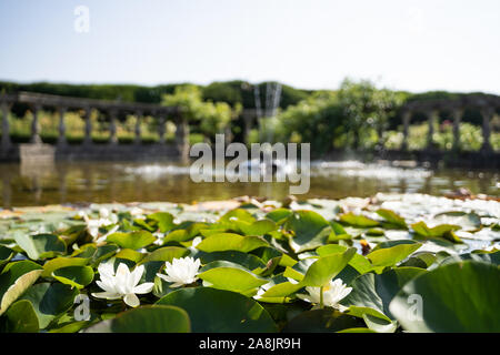 Foto einer blühenden weißen Wasserlilien mit Springbrunnen im Hintergrund mit dem Wasserstrahl heraus. Reisen Stockfoto