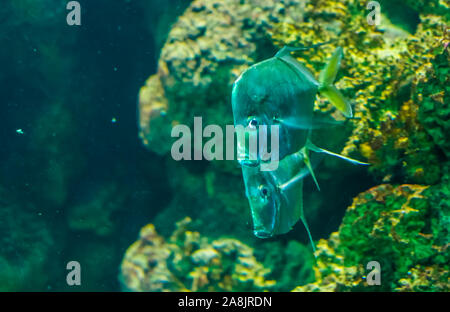 Paar lookdown Fische zusammen schwimmen, lustige Silber flache Fische, Tropische Fische specie vom Atlantischen Ozean Stockfoto