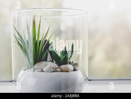 Kleine moderne Tischplatte Glas öffnen terrarium für Pflanzen auf der Fensterbank in natürlichem Licht. Menge kopieren. Selektive Schärfe und Unschärfe bokeh Hintergrund. Stockfoto