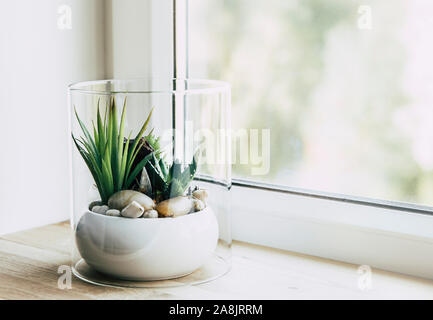 Kleine moderne Tischplatte Glas öffnen terrarium für Pflanzen auf der Fensterbank in natürlichem Licht. Menge kopieren. Selektive Schärfe und Unschärfe bokeh Hintergrund. Stockfoto