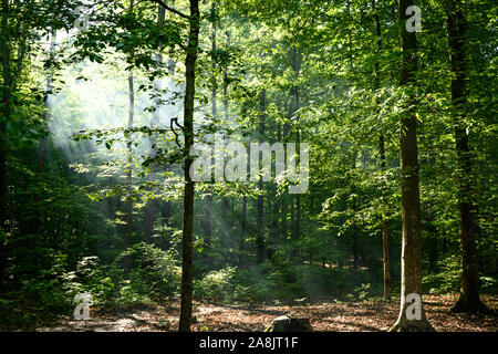 Morgen Leuchtet durch Kentucky Wald im Frühsommer Stockfoto