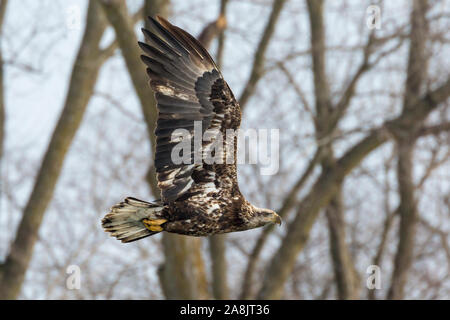 Eine wilde, vorzeitige Weißkopfseeadler Jagd Fischen auf der Iowa in Iowa City, Iowa. Stockfoto