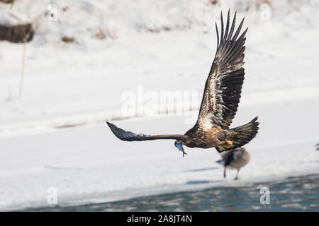 Eine wilde, vorzeitige Weißkopfseeadler Jagd Fischen auf der Iowa in Iowa City, Iowa. Stockfoto