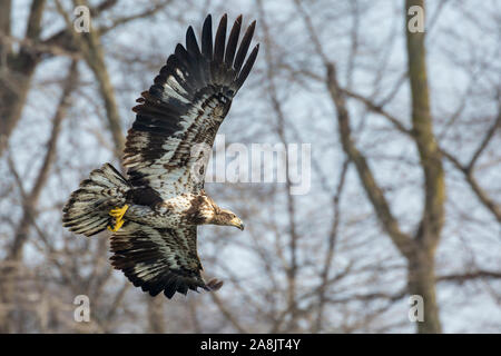 Eine wilde, vorzeitige Weißkopfseeadler Jagd Fischen auf der Iowa in Iowa City, Iowa. Stockfoto