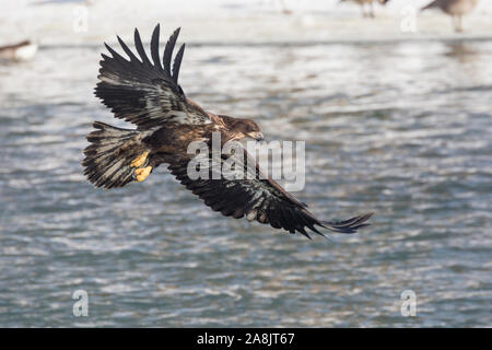 Eine wilde, vorzeitige Weißkopfseeadler Jagd Fischen auf der Iowa in Iowa City, Iowa. Stockfoto