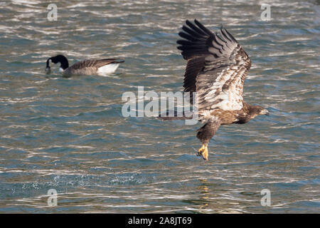 Eine wilde, vorzeitige Weißkopfseeadler Jagd Fischen auf der Iowa in Iowa City, Iowa. Stockfoto