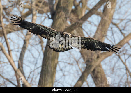 Eine wilde, vorzeitige Weißkopfseeadler Jagd Fischen auf der Iowa in Iowa City, Iowa. Stockfoto