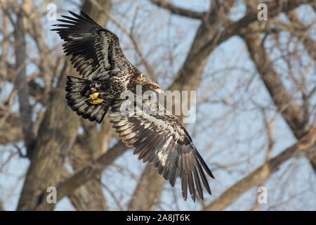 Eine wilde, vorzeitige Weißkopfseeadler Jagd Fischen auf der Iowa in Iowa City, Iowa. Stockfoto