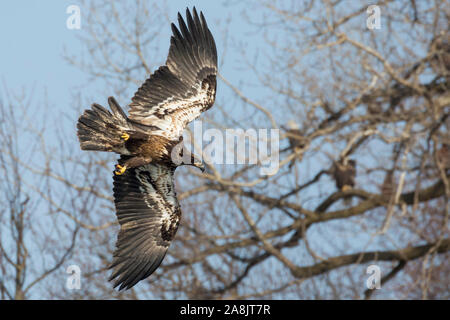 Eine wilde, vorzeitige Weißkopfseeadler Jagd Fischen auf der Iowa in Iowa City, Iowa. Stockfoto