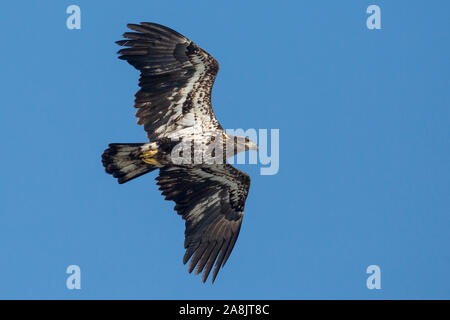 Eine wilde, vorzeitige Weißkopfseeadler Jagd Fischen auf der Iowa in Iowa City, Iowa. Stockfoto