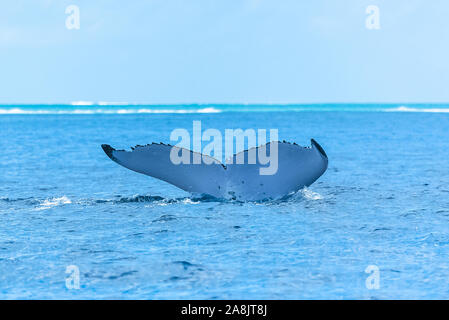 Buckelwal Tauchen, Schwanz aus dem Meer, französisch-polynesien Stockfoto