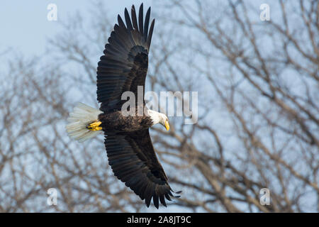 Eine wilde, reife bald eagle Jagd Fischen entlang der Iowa in Iowa City, Iowa. Stockfoto