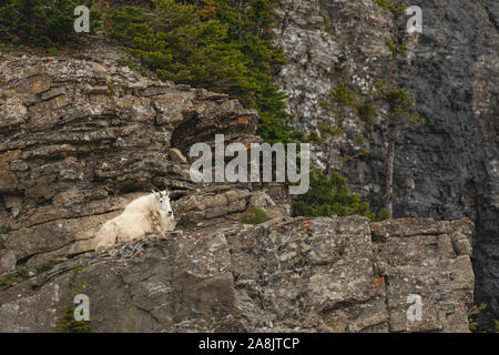 Bergziege Legt auf Felswand in Montana Stockfoto