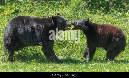 Ursus americanus, amerikanisches Schwarzbärenjunge und Mutter, die auf dem Gras spielt Stockfoto