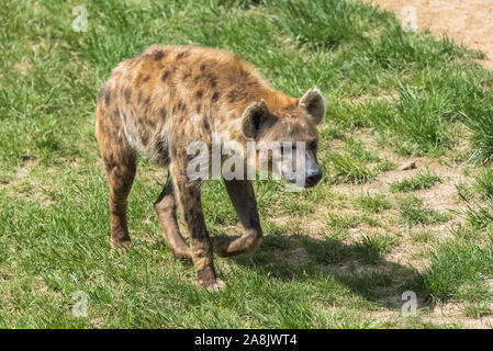 Gepunktete Hyäne, wilde Tiere, die auf dem Gras laufen Stockfoto
