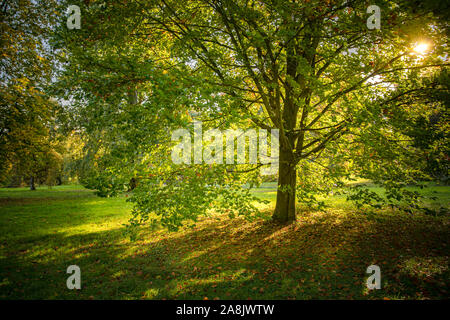 Herbst im Park, gelbe Blätter fallen aus dem Baum Stockfoto