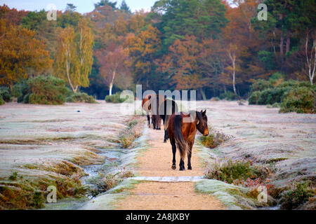 An einem frostigen Herbstmorgen im New Forest, direkt vor den Toren von Brockenhurst. Vier braune Ponys, die auf dem Weg zum herbstbunten Baum gehen Stockfoto