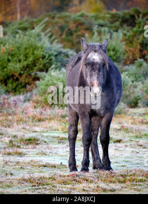An einem frostigen Herbstmorgen im New Forest, direkt vor den Toren von Brockenhurst. Junges Schwarzes Pony mit Blick auf die Kamera auf dem Milchboden stehend, Stockfoto