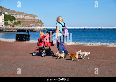 Frau für einen Spaziergang an einem sonnigen Herbsttag auf der Pier von Llandudno Wales mit drei Hunde an der Leine und einer in einem Kinderwagen. Llandudno, Wales, 18. September Stockfoto